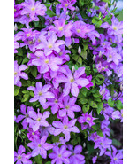 10 Purple Alpine Clematis Alpina Virgin S Bower Flower Vine Heirloom Seeds - $14.00