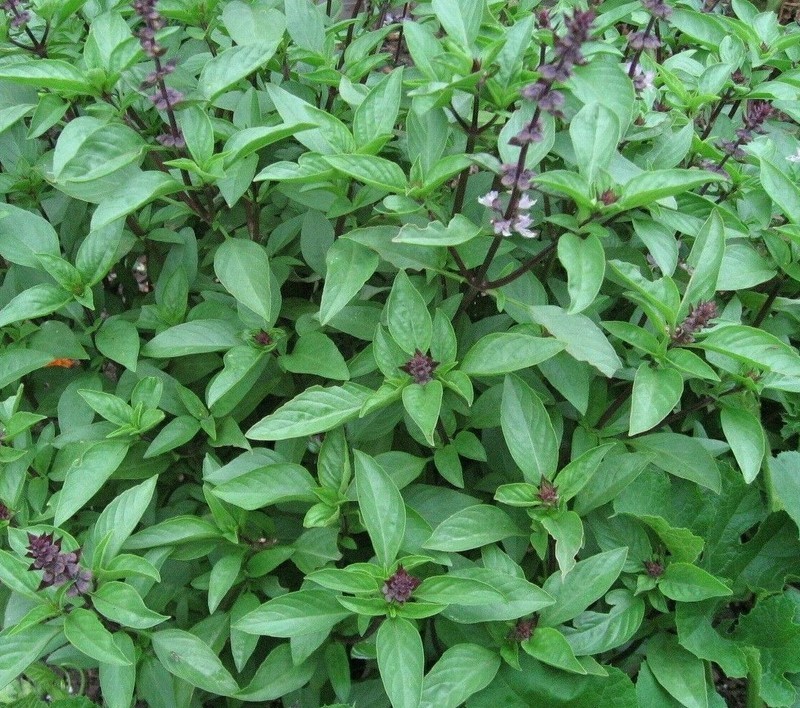 CLK THAI BASIL SEEDS 300+ Herb Garden SPICE CULINARY cooking NON-GMO - $3.07