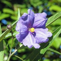 SKMO Solanum Aviculare | Kangaroo Apple | New Zealand Nightshade | 20 Seeds - £12.17 GBP