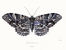 4050.Beautiful black and white butterfly with blue.POSTER.Home School art decor - £13.36 GBP+