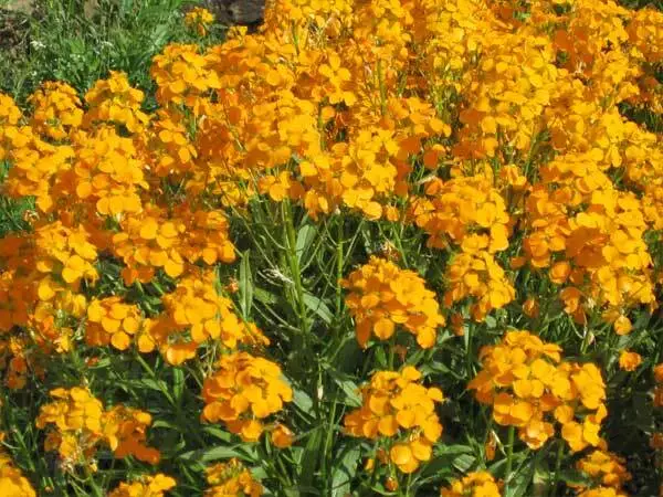 BPASTORE Siberian Wallflower 500 Seeds Orange Cut Flower - £7.12 GBP