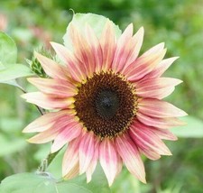 20 seeds Cherry Rose Sunflower Quick Bloom Garden Kits - $8.99