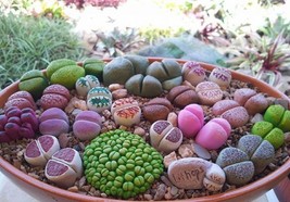 Lithops Vibrant Mix  Living Stones 25+ Seeds  - $10.98