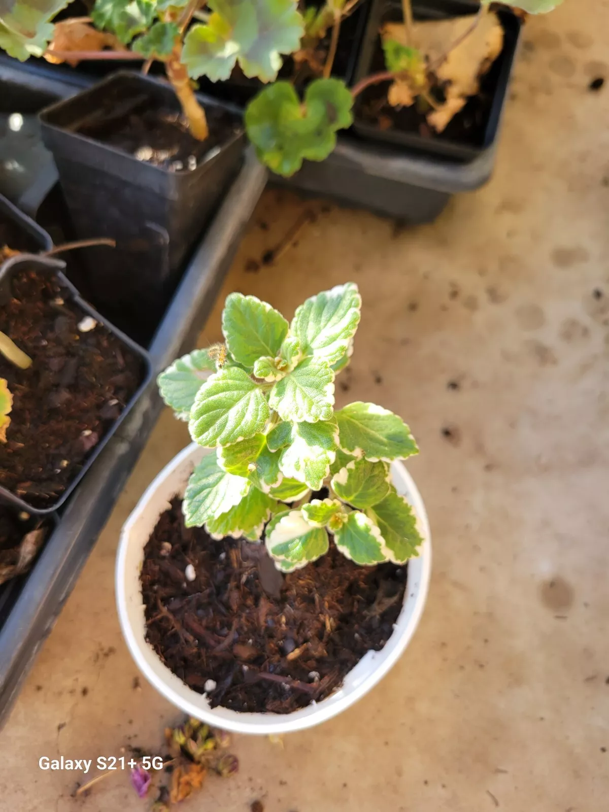 1 PLECTRANTHUS VARIEGATA Live Plant Plugs Garden Home DIY Planter Cuban ... - $17.00