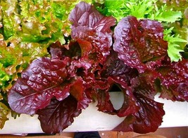 1000 Red Salad Bowl Lettuce Seeds Heirloom Seed 2024 Non-Gmo Fresh Garden - £5.06 GBP