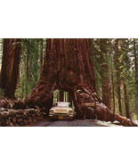 45 Redwood, Giant Sequoia Tree Red Wood Tree Seeds - $21.85