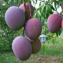 Giant Grafted Mango Palmer ( Manglifera ) Tropical Live Fruit Tree 3’-4’... - £103.83 GBP