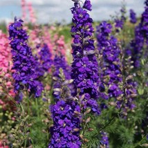 50 Seeds Larkspur Blue Spire Boost Your Garden&#39;s Productivity With Superior - $9.49