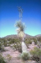 Yucca Rostrata Blue Beaked Yucca Hardy Exotic Seeds Fresh Seeds Fast Shipping - £13.10 GBP