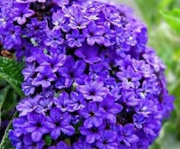 Rafhstore 50 Heliotrope Marine Blue Flower Seeds Fragrant Perennial Us Seeds - £7.11 GBP