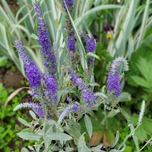 Veronica Incana Silbersee Silver Sea Speedwell 30 Flower Seeds Fresh See... - £10.56 GBP