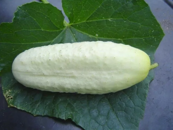 Cucumis Sativus White Wonder Cucumber 10 Seeds Garden - £19.10 GBP