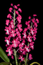 DYAKIA HENDERSONIANA SMALL ORCHID MOUNTED - £22.15 GBP