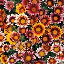 US Seller Gazania Splendens Mix 25 Fresh Flower Seeds - $7.68