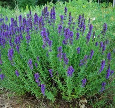 Hyssop Seeds 500 Common Herb Perennial Fresh Garden Fast Shipping - $3.88