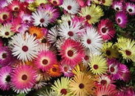 100 Pc Seeds Mesembryanthemum Mixed Flower Plant, Ice Plant Seeds | RK - £11.68 GBP