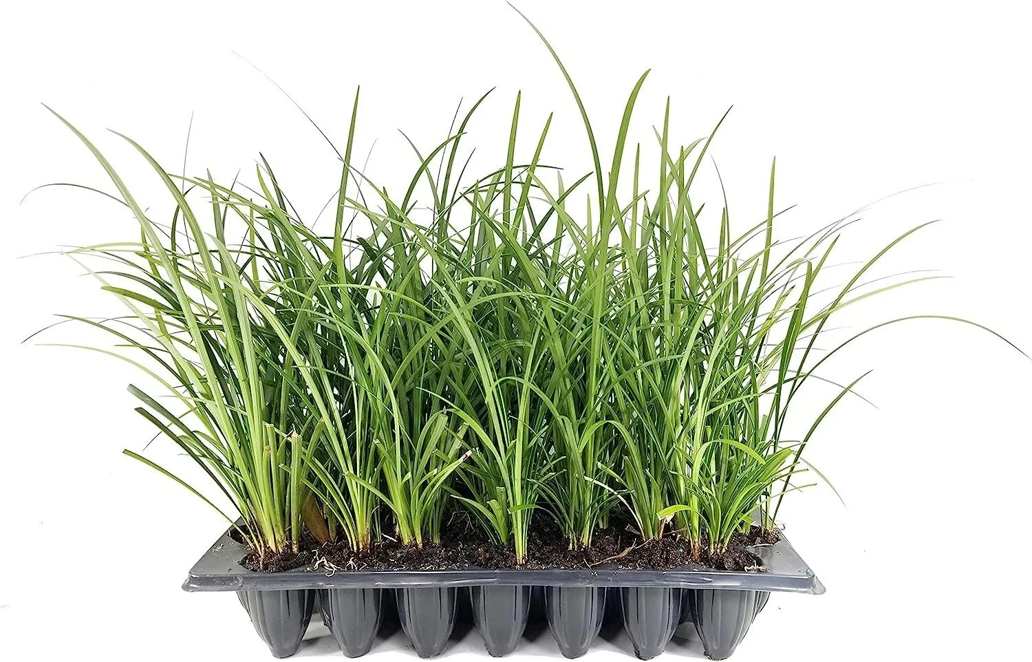 Evergreen Giant Liriope Muscari Live Plants Drought Tolerant Low - £31.87 GBP