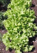 Lettuce Seed, Leaf Lettuce, Grand R API Ds, Heirloom, Organic, Non GMO,25+SEEDS, - £1.55 GBP