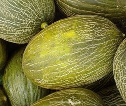 25+ Camouflage Melon Seeds Fast Growing Sweet Tasting USA Farm Planting Garden - £10.62 GBP