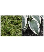 Fantabulous Hosta, Cream &amp; Green, Live Plant, Quart Pot - $33.99
