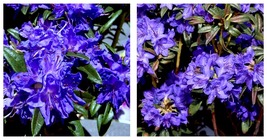 USA Seller - BLUE BARON Rhododendron Well Rooted STARTER Plant MAY BE DO... - $64.98