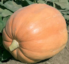 10 Mammoth Gold Giant Pumpkin Seeds Organic 40 60 Lbs Garden Beautiful USA Selle - £3.68 GBP