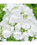30 Phlox Pure White Highly Fragrant Self-Seeding Annual Flower Seeds Fre... - $22.44 CAD
