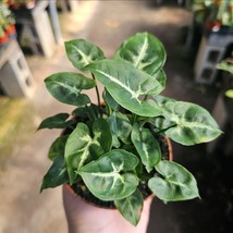 Syngonium Pixie | Arrowhead Plant | 4in pot - $277.82 MXN