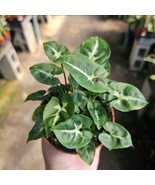 Syngonium Pixie | Arrowhead Plant | 4in pot - €12,70 EUR