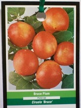 BRUCE PLUM 4'-6' Fruit Tree Plant Healthy Trees Juicy Sweet Natural Plums Garden - $140.60