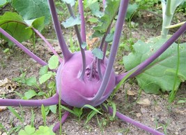 VP Purple Vienna Kohlrabi Brassica Oleracea Gongylodes Vegetable 2000 Seeds - £3.77 GBP