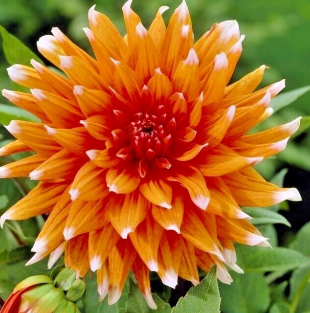 Dahlia COLOR SPECTACLE 1 Live Flower Plant Bulb Tuber ORANGE W/WHITE TIPS - $666.27 MXN
