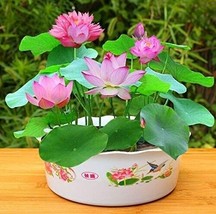 20 Purple Potted Lotus Flower Seeds Gorgeous Nelumbo Aquatic Plants Wate... - $82.28 MXN