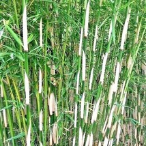 Fast Ship USA Seller 10 Fargesia Non Running Bamboo Seeds Fargesia Robusta - $9.30