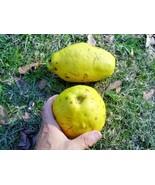 15 Chinese Quince Seeds Pseudocydonia Sinensis New Fresh Garden - $15.80