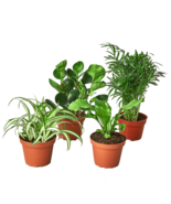 Pet Friendly Variety Bundle-6&quot; - $2,524.54 MXN