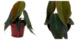 4&quot; Pot - Gigas - Philodendron - Gardening - Houseplant - $40.99