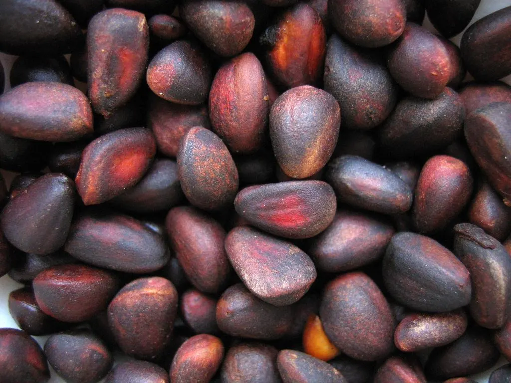 Cedar pine nut 1700 g. Kernel Natural Seeds Siberian 2024 Harvest - $3,203.44 MXN