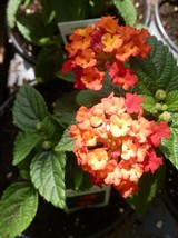 Beautiful Butterfly Friendly Red Flowering Lantana Starter Plant - £4.58 GBP