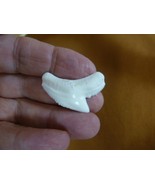 (s5-73) 1-1/4" inch modern White TIGER SHARK TOOTH teeth made to order p... - €29,20 EUR (s5-73) 1-1/4" inch modern White TIGER SHARK TOOTH teeth made to order p... - €29,20 EUR
