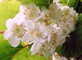 ArfanJaya 10_Seeds Actinidia kolomikta Arctic Beauty Kiwi Vine - £14.54 GBP