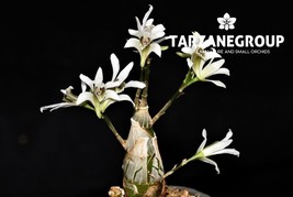 DENDROBIUM PEGUANUM MINIATURE ORCHID MOUNTED - $33.00