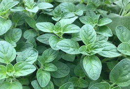 500 Seeds Italian Oregano Heirloom Herb USA - £7.80 GBP