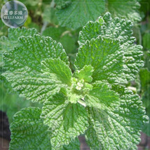 BELLFARM Imported Horehound Seeds Professional Pack 20 Seeds widely used... - $5.99