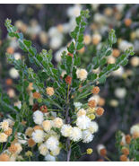 5PCS ACACIA orbifolia Seeds - $18.73 CAD