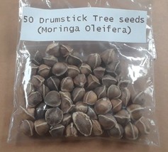 Viable Moringa Seeds (100+ seeds) drumstick tree (Moringa Oleifera) USA ... - £4.69 GBP