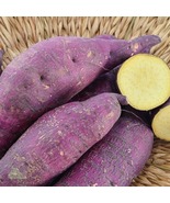 6 Murasaki Sweet potato Slips organic white to yellow on the inside - $835.20 MXN
