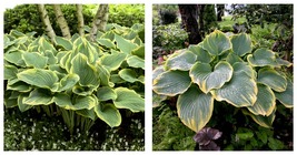 1 DORMANT Potted Plant hosta SAGAE large blue thick popular awards 2.5&quot; ... - £34.36 GBP