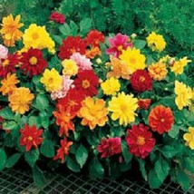 US Seller 50 Dahlia Seeds Figaro Mix Dahlia Seed Fast Shipping - $22.50