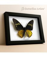 Rare Birdwing Troides Cuneifera Real Butterfly Framed Shadowbox Display - $89.00